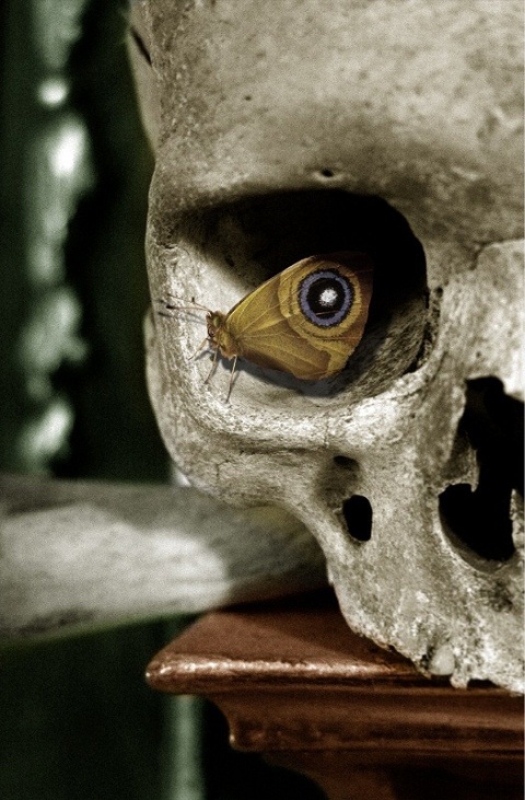 a polyphemus moth rests in a human skull