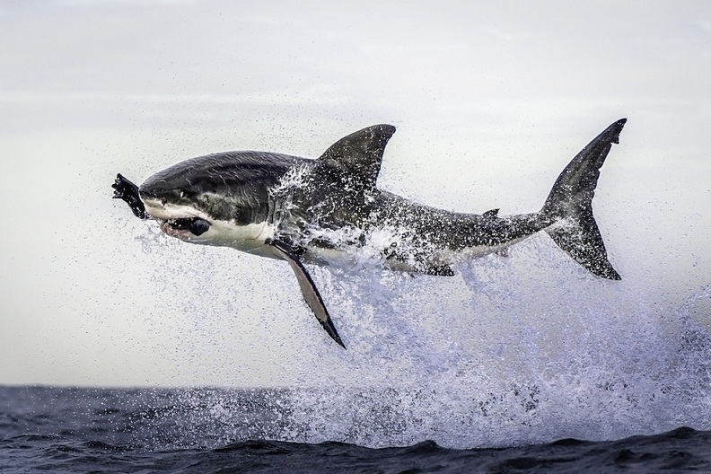 a great white shark becomes airborne in cape town, south africa