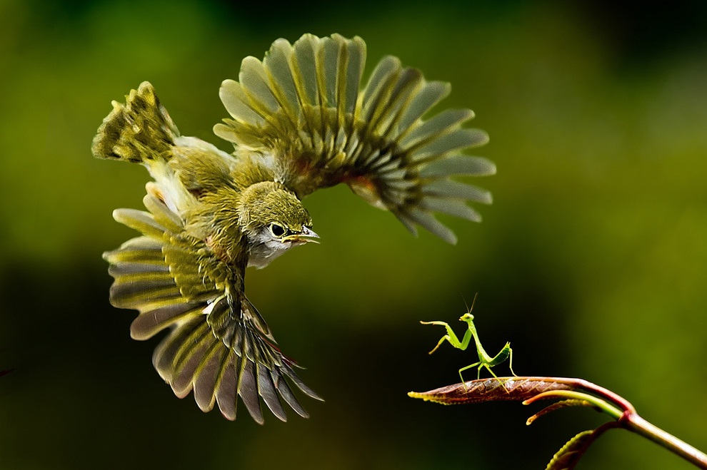 praying mantis takes on a bird