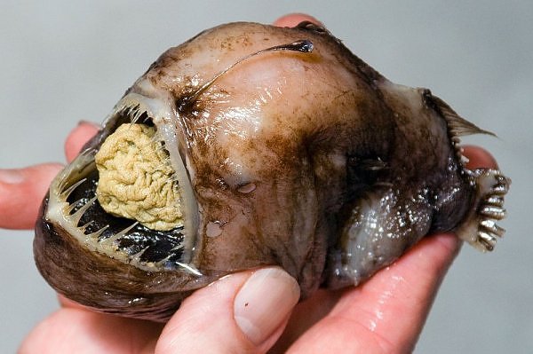tiny deep-sea anglerfish