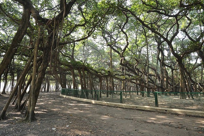 the great banyan tree, india