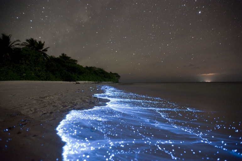 shimmering shores of vaadhoo, maldives
