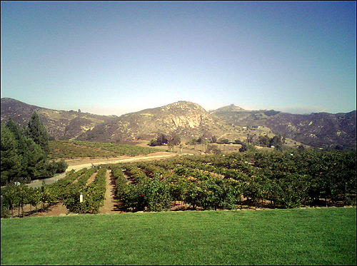 orfila winery