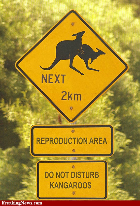 kangaroos humping