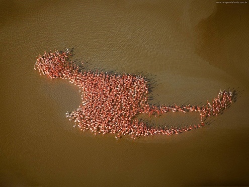 a flock of flamingoes makes one big flamingo