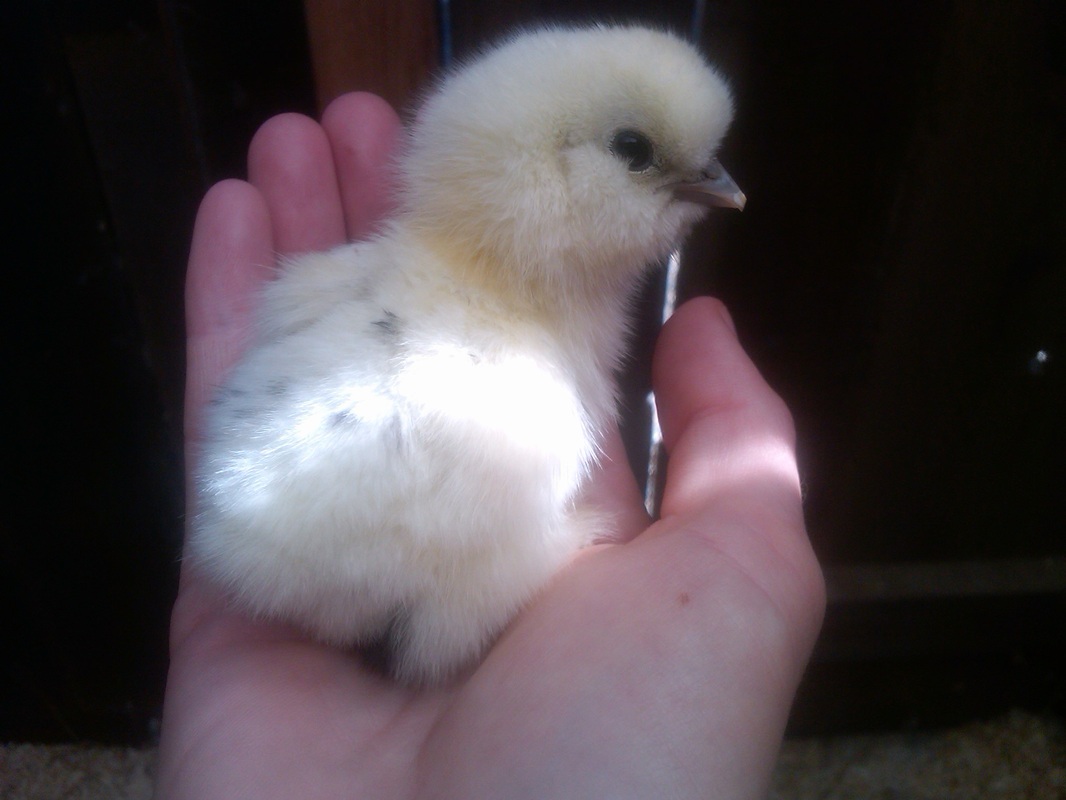 silkie chick