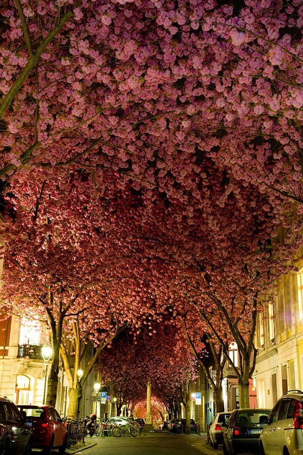 blooming cherry trees in bonn, germany