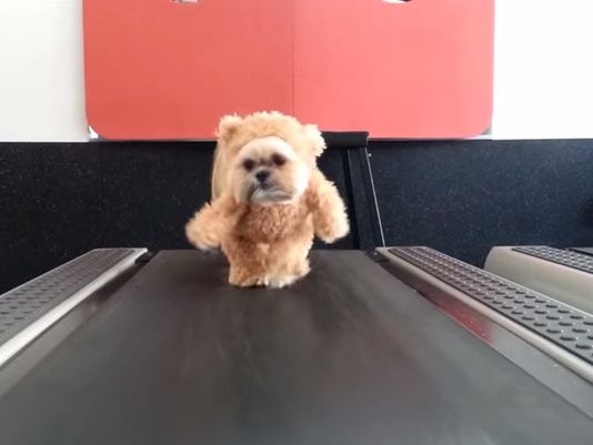 munchkin the teddy bear gets her exercise