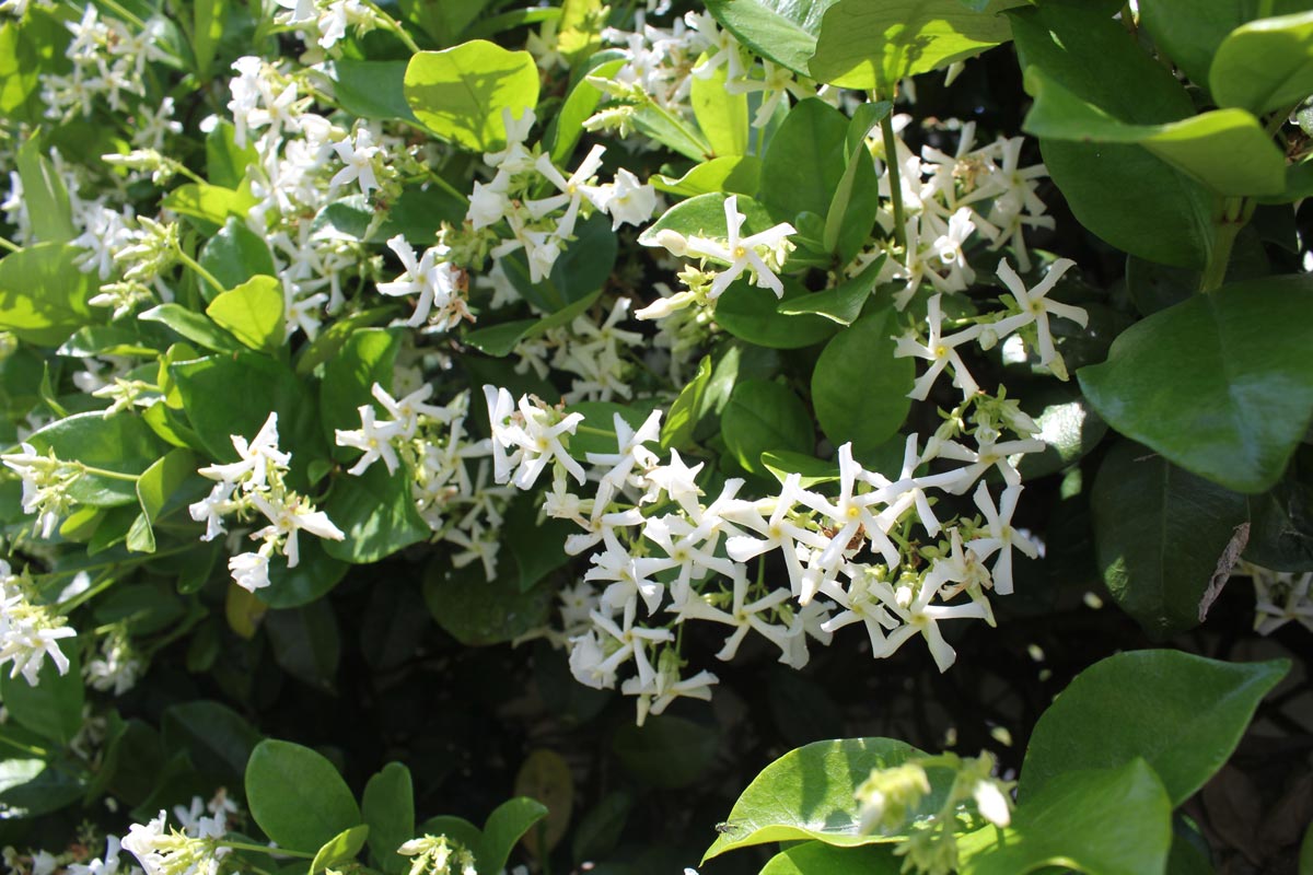 best smelling flowers