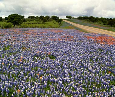 bluebonnet trail, texas