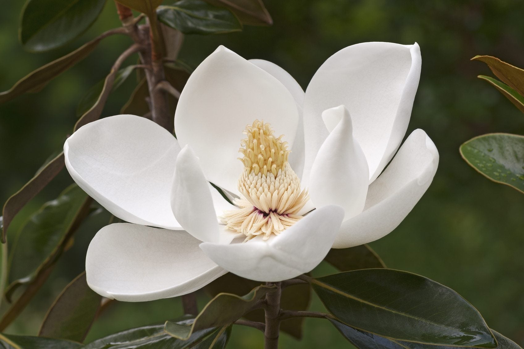 magnolia