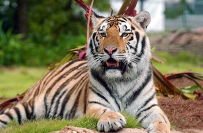 mike the tiger, lsu