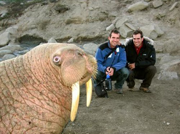surprised walrus